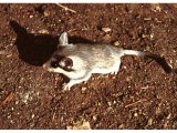 This desert dormouse is one of the species referred to as `mouse` (Hebrew akbar).